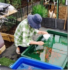 女性が網と容器を持って金魚すくいをしている様子の写真